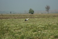 Identificao de oportunidades de melhoria na eco-eficincia da actividade agrcola do Baixo Mondego